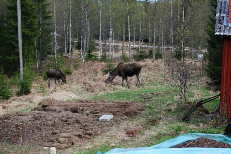 Tagen från trappen, lilla grusvägen i bakgrunden, nedre grannarnas två hus döljs bakom uthuset